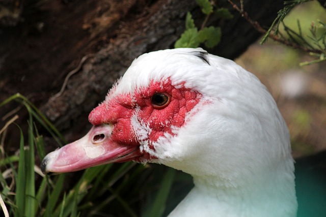 谷爱凌不仅 谷爱凌不仅